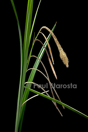 Carex pendula (laîche à épis pendants, laîche pendante, laîche élevée) - inflorescences