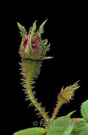 Rosa X centifolia muscosa ‘Béranger’ - bouton