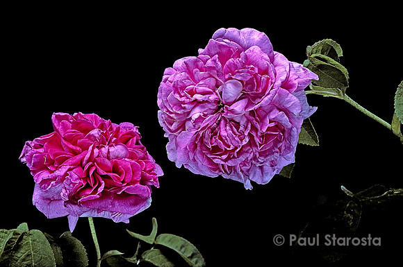 Rosa X damascena ‘Marie-Louise’