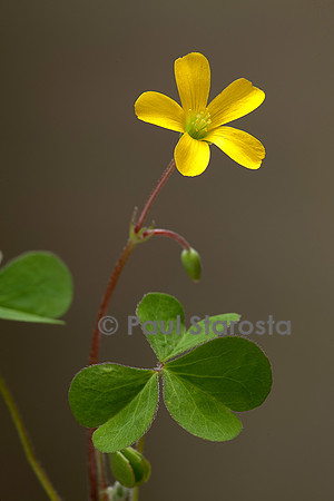 Oxalis corniculata (oxalis corniculé, oxalide corniculée)