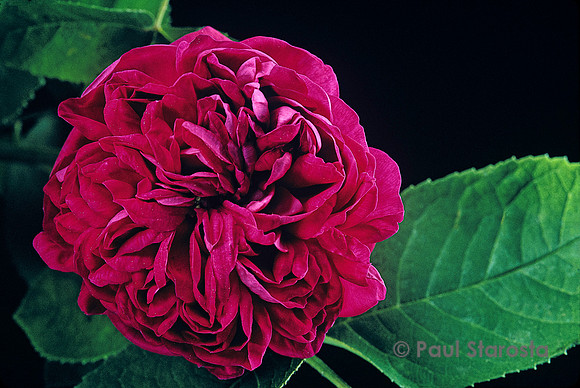 Rosa X damascena ‘Rose de Resht’