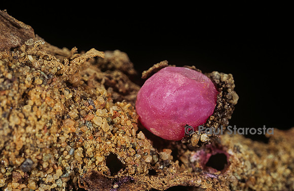 Porphyrophora violaceae (cochenille)- kyste