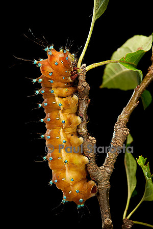 Saturnia pyri (grand paon de nuit) - chenille avant sa métamorphose