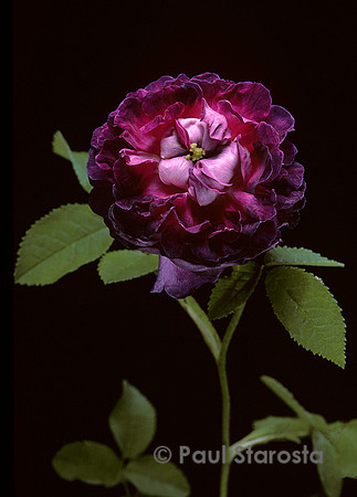Rosa gallica ‘Belle de Crécy’