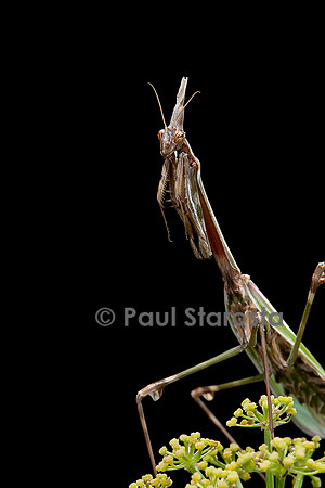 Empusa pennata (empuse commune) - femelle - portrait