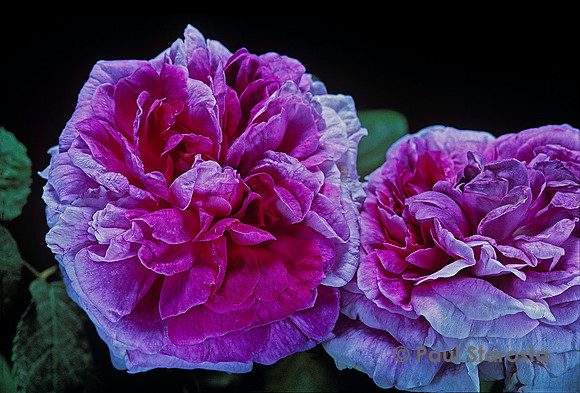 Rosa gallica ‘Violacée’
