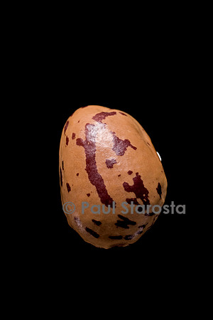 Phaseolus vulgaris (haricot) Coco rose