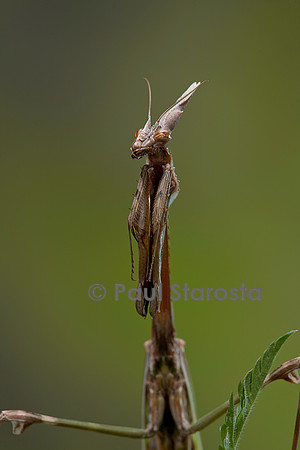 Empusa pennata (empuse commune) - femelle - portrait
