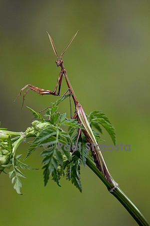 Empusa pennata (empuse commune) - mâle