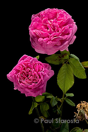 Rosa gallica ‘Anaïs Ségales’