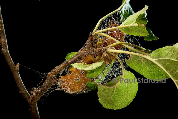Saturnia pyri (grand paon de nuit) - chenille construisant son cocon