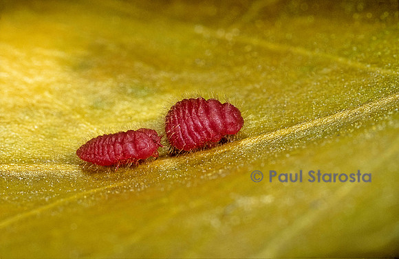 Porphyrophora sophorae (cochenille) - larves de mâle