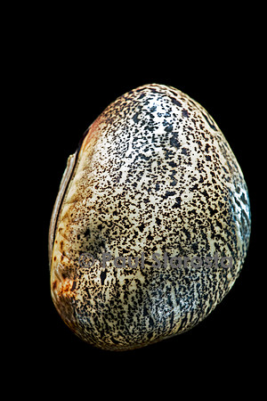 Canavalia ensiformis (haricot sabre)
