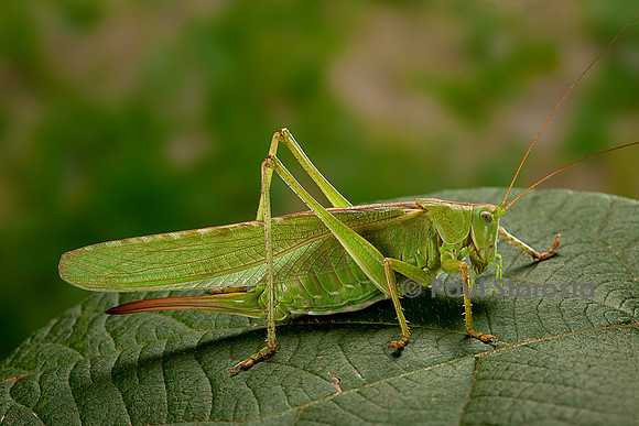Tettigonia viridissima (sauterelle verte)