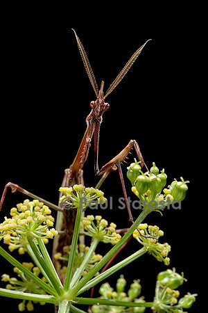 Empusa pennata (empuse commune) - mâle - portrait