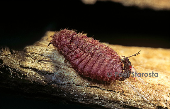 Porphyrophora polonica (cochenille de pologne) - accouplement