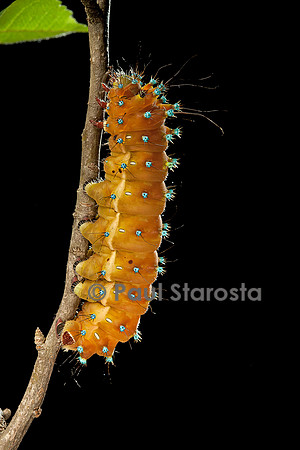 Saturnia pyri (grand paon de nuit) - chenille avant sa métamorphose