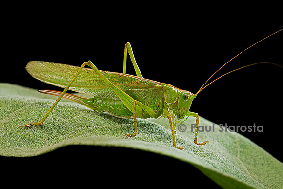 Tettigonia viridissima (sauterelle verte)