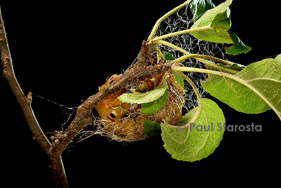 Saturnia pyri (grand paon de nuit) - chenille construisant son cocon