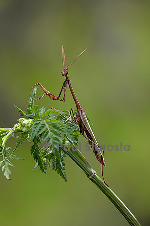 Empusa pennata (empuse commune) - mâle