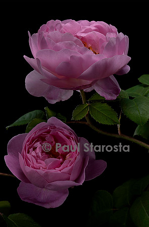 Rosa gallica ‘Huilii’
