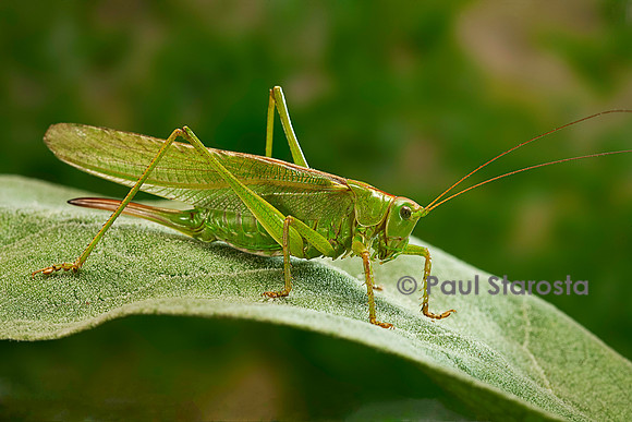 Tettigonia viridissima (sauterelle verte)