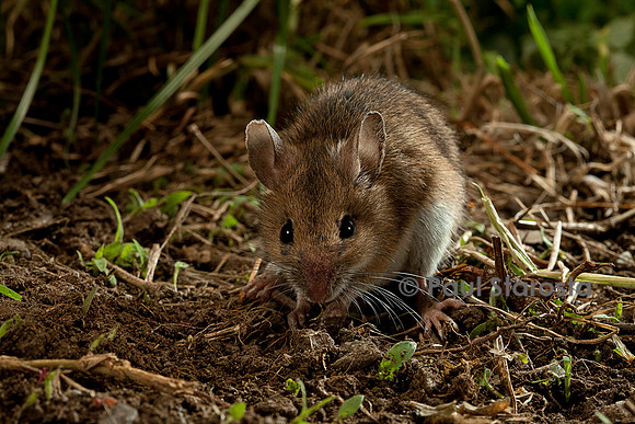Apodemus sylvaticus (mulot sylvestre)