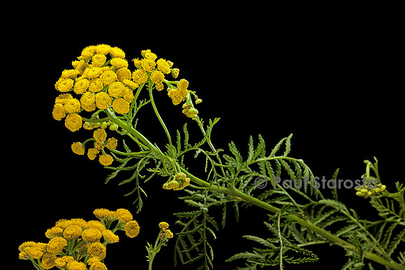 Tanacetum vulgare (tanaisie)