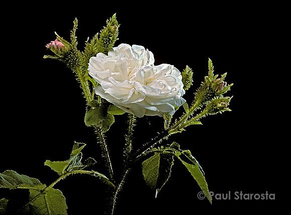 Rosa X centifolia muscosa alba
