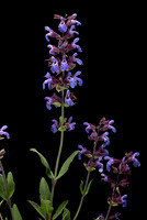 Salvia officinalis (sauge officinale)