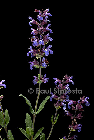 Salvia officinalis (sauge officinale)