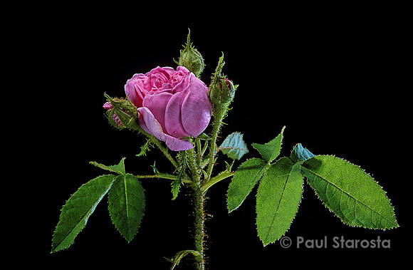Rosa X centifolia muscosa ‘Salet’