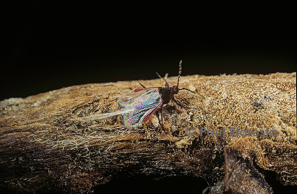 Porphyrophora polonica (cochenille de pologne) - mâle