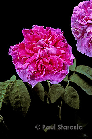 Rosa X damascena ‘Marie-Louise’