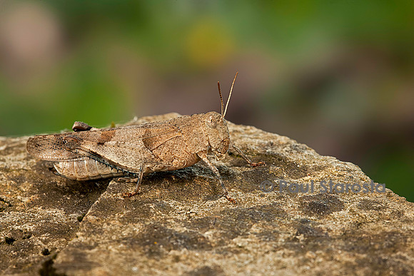 Oedipoda caerulescens (criquet à ailes bleues)