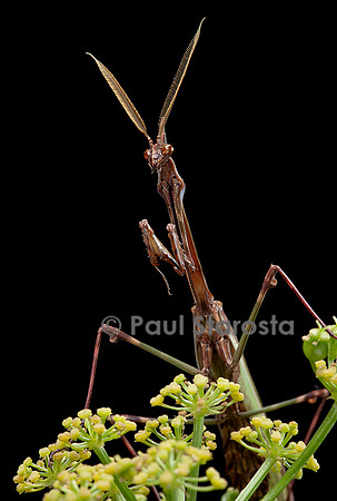 Empusa pennata (empuse commune) - mâle - portrait