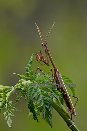 Empusa pennata (empuse commune) - mâle
