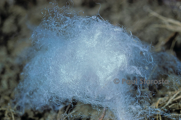 Porphyrophora hamelii (cochenille d'Arménie) - cocon