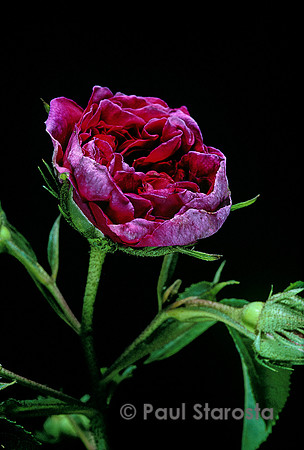 Rosa gallica ‘Charles de Mills’ - éclosion 6