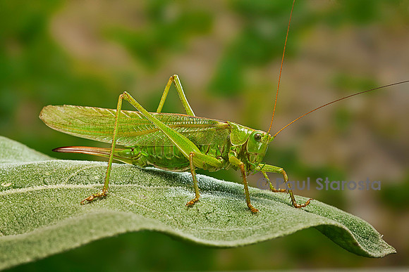 Tettigonia viridissima (sauterelle verte)
