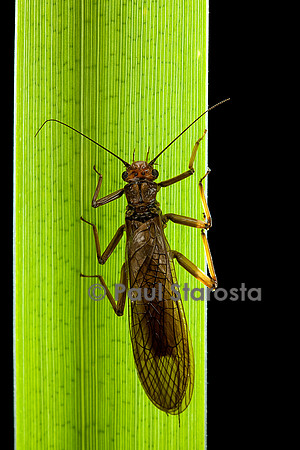 Perla maxima (perle)