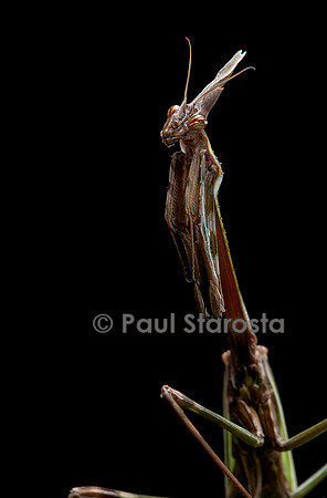 Empusa pennata (empuse commune) - femelle - portrait