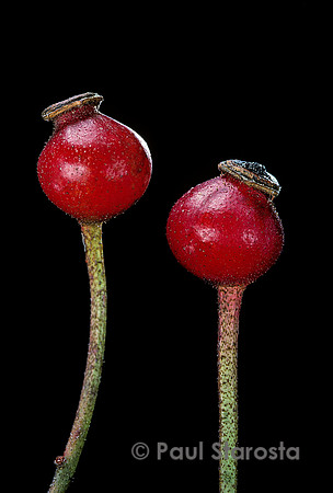 Rosa gallica ‘Violacea’ - fruits