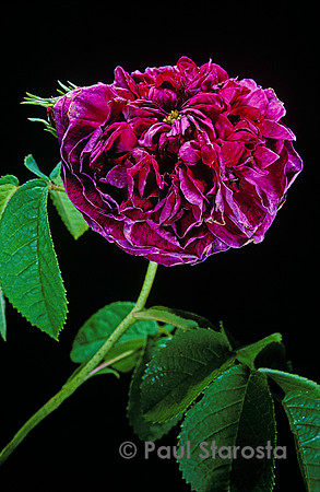 Rosa gallica ‘Charles de Mills’