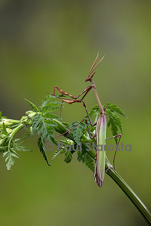 Empusa pennata (empuse commune) - mâle