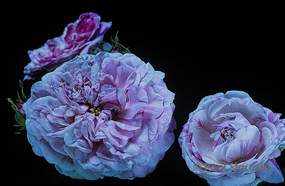 Rosa gallica ‘Grande Renoncule’