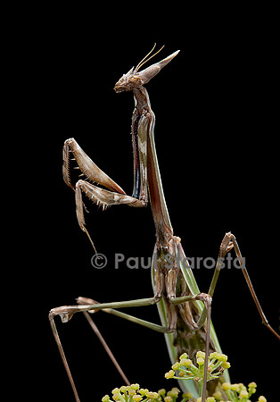 Empusa pennata (empuse commune) - femelle - portrait