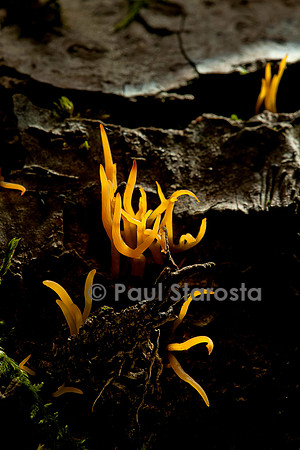 Calocera viscosa (calocère visqueuse)