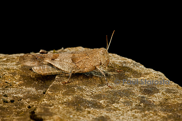 Oedipoda caerulescens (criquet à ailes bleues)