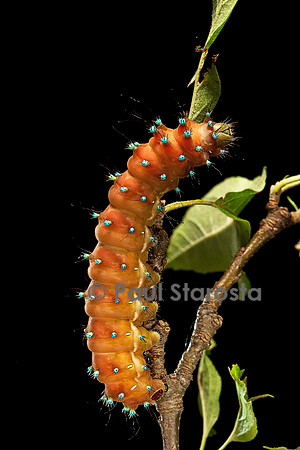 Saturnia pyri (grand paon de nuit) - chenille avant sa métamorphose